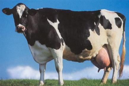 파일:Cow female black white.jpg