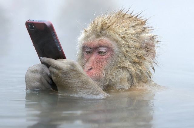 파일:일본원숭이.jpg