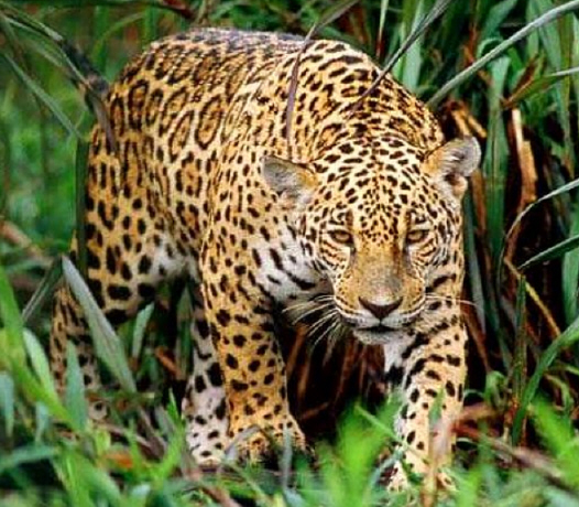 파일:Jaguar.jpg