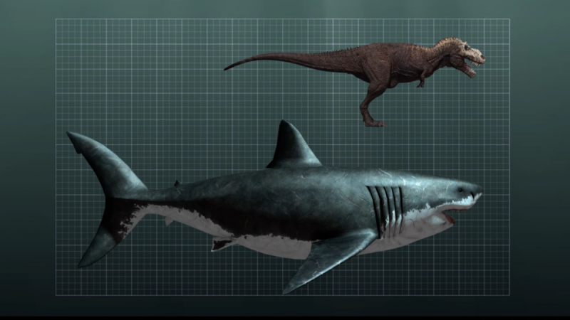 파일:메갈로돈과 티라노사우루스의 크기 비교.png