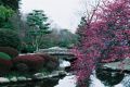 카이라쿠엔 위치 : 일본 미토 일본 3대 정원 중 하나인 카이라쿠엔이다. 미토를 통치하던 고산케 중 하나인 미토 도쿠가와 가문에 의해 조성된 정원이다. 에도시대 당시 일반 서민들에게도 출입이 허용된 정원이었다. 물론 지금도..